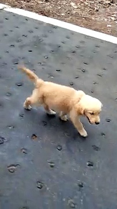 Cute dog walk video