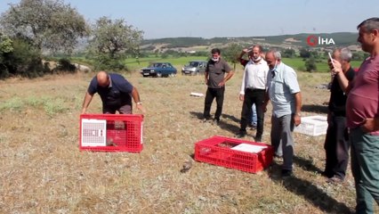 Manyas’ta Kınalı keklikler doğaya salındı