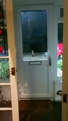 Fox Family Patiently Waits for Food