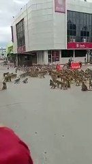 شاهد: اشتباك عصابات القرود بسبب الطعام يؤدي لتوقف حركة المرور