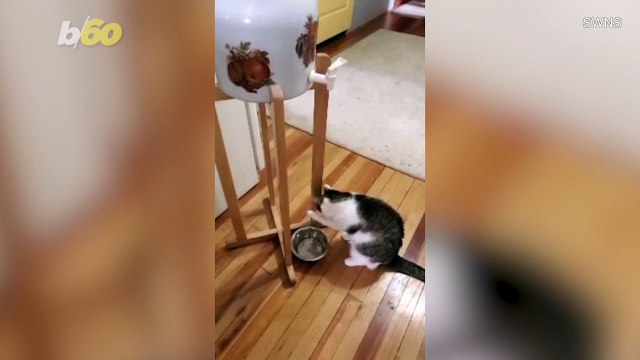 Ever Wonder If Cats Have Water Cooler Chat? This Adorable Little Kitten Might Just Be On Her Way