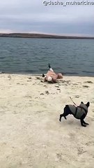 Sprinting Frenchie Causes Faceplant
