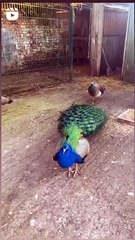 Peacock  Dancing Video  In Rainy Season