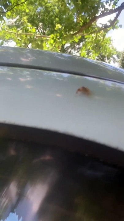 Cute Little Jumping Spider Poses Before A Leap