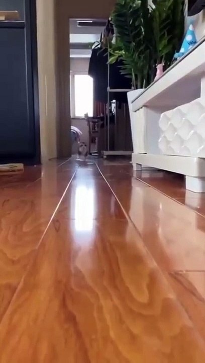 Hallo