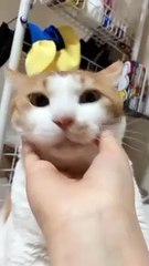 Si oyen lagi di ganggu