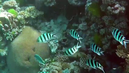 En derin noktada dev virüs kümesi