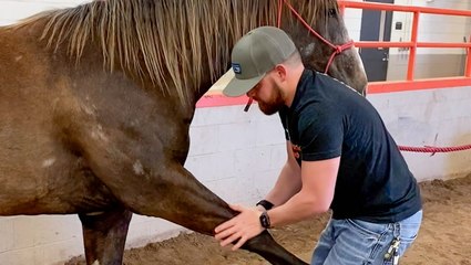 How a horse chiropractor does adjustments