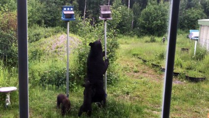 Mama Bear and Cubs Want Bird Feeder