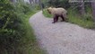 Close Encounter With Grizzly Bear Chasing Other Grizzly
