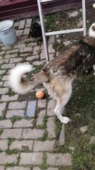 Beaked Buddy Bugs Puppy Pal