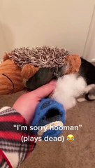 Guilty Puppy Plays Dead after Getting Caught