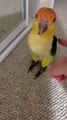 Clever Birdy Shows Off New Trick