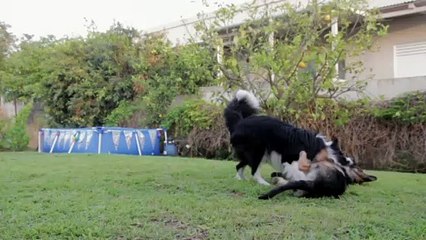 Dogs squabbling