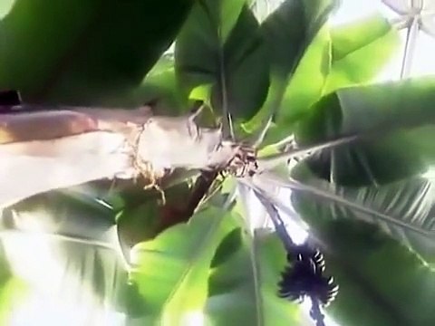 Gigantes(Mistérios e Mitos)Quem eram os nefilins(Dublado)