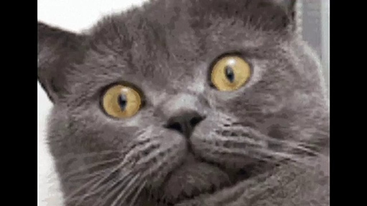 Cat just woke up and looks at her face in fright