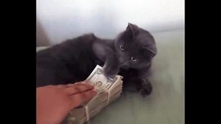 see what the cat does to the owner, go get the money