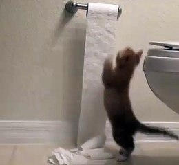 See what the cat is playing with