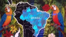 Amazon the Last Call - Documentary About the Brazilian Amazon