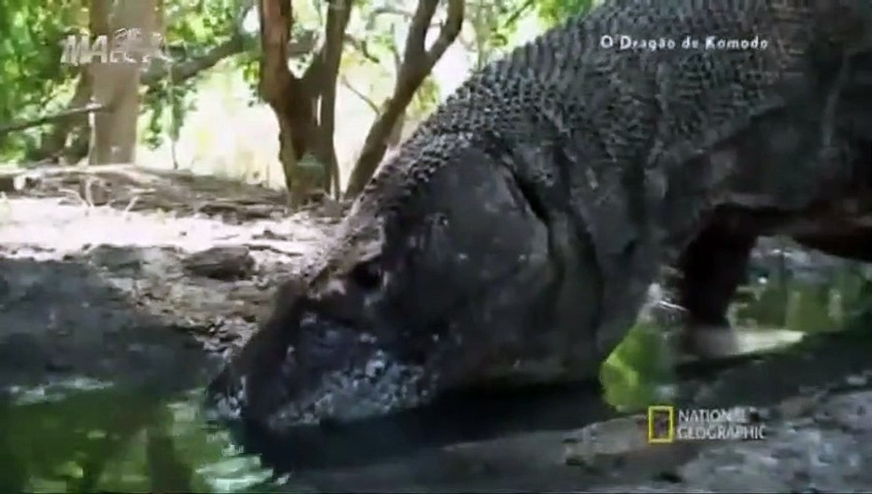 O Dragão de Comodo