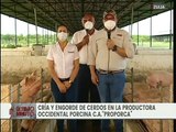 Zulia | Proporca impulsa la reproducción de cerdos a través de la inseminación artificial