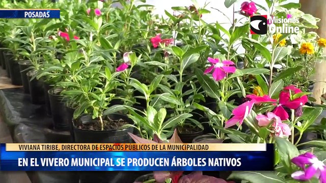 En el vivero municipal se producen árboles nativos