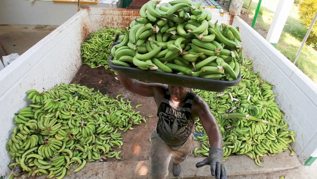 Why the world's favorite banana may go extinct, and how scientists are trying to save it