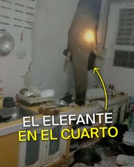 Un elefante atravesó por segunda vez la pared de una cocina