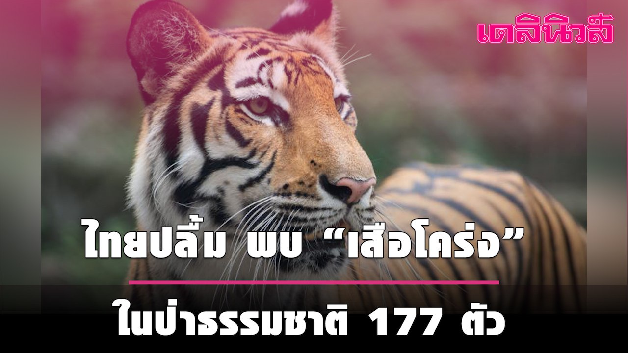 ไทยปลื้ม พบ “เสือโคร่ง” ในป่าธรรมชาติ 177 ตัว ส...