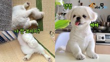 '아직 쪼꼬미인 줄 아는 듯?' 댕댕이의 다 보이는 숨바꼭질