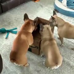 Dog Playing Part 1