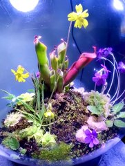 Plant Carnivores
