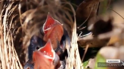 এমন একটি প্রাণী ডিম ও বাচ্চা  দিতে পারে 