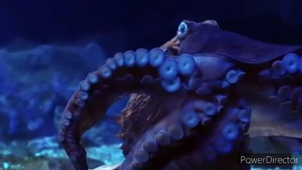 এমন একটি প্রাণী যার রক্ত নীল 