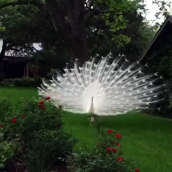 Tavus kuşunun muhteşem tüyleri