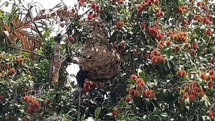 Seorang Warga di Tebing Tinggi Tewas Disengat Puluhan Lebah