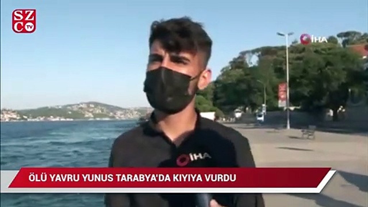 Tarabya’da içler acıtan görüntü: Ölü yavru yunus kıyıya vurdu