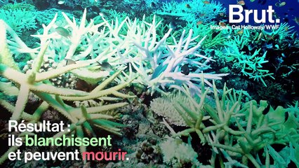 La crème solaire est un réflexe santé mais une nuisance pour l'environnement