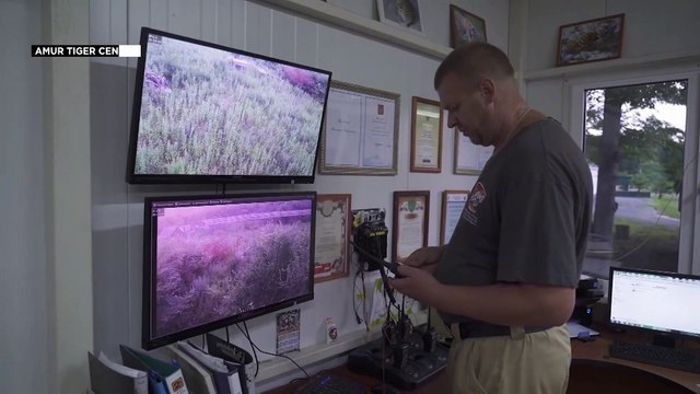 Домой в лес