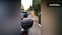 Roma, famiglia di cinghiali passeggia per Monte Mario: 11 cuccioli seguono il branco
