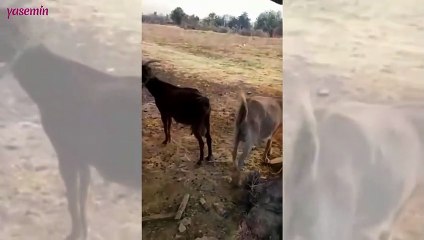 Yangından hayvanlarını kurtarmaya çalışan çiftçi, yaşadığı mucizeyi paylaştı