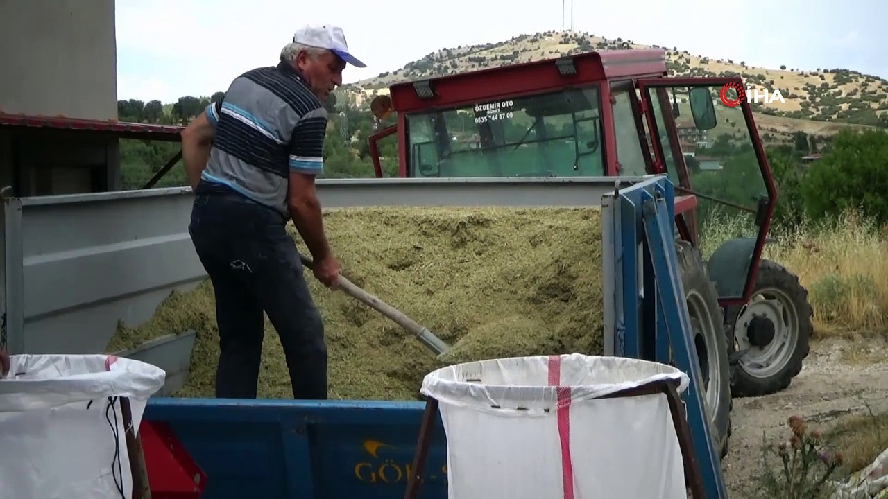 Kekik rekoltesi yarı yarıya düştü