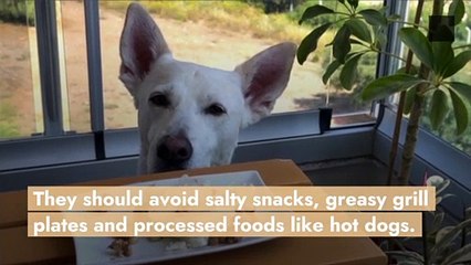 Keep Your Dog Safe at Summer Barbecues