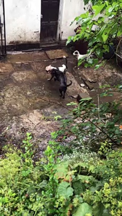 Decade-long ban for Todmorden man who left dogs fighting in filthy backyard