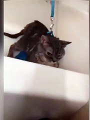 This cat can speak English better than human