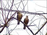 Black Partridge calling in Corbett National Park