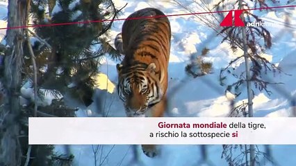 La tigre siberiana è a rischio