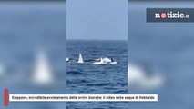 Giappone, incredibile avvistamento delle orche bianche: il video nelle acque di Hokkaido