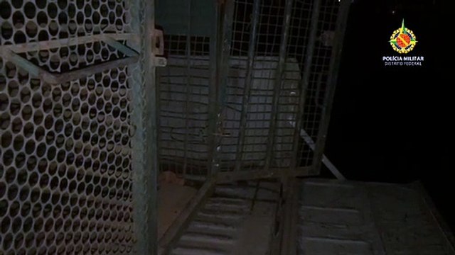 Capivara é capturada na Esplanada e devolvida ao Lago. Crédito: PMDF