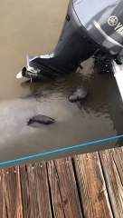 Thirsty Manatee Takes a Drink From a Boat Engine